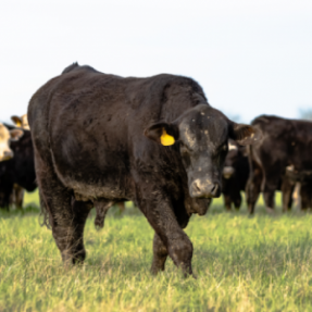 Filet de bœuf Angus entier...