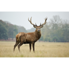Sauté de cerf 2,1-2,5kg