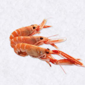Langoustine cuite 5/9 1kg