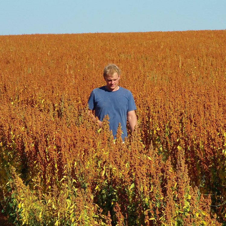 Sa Majesté La Graine - Quinoa, lentilles et petit épeautre du Berry