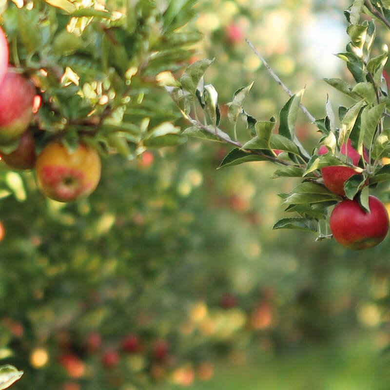 NATURE DE POMMES - Jus mono-variétaux de pommes pressées origine France 