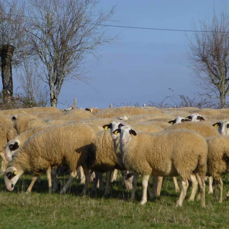 Agneau fermier du Quercy