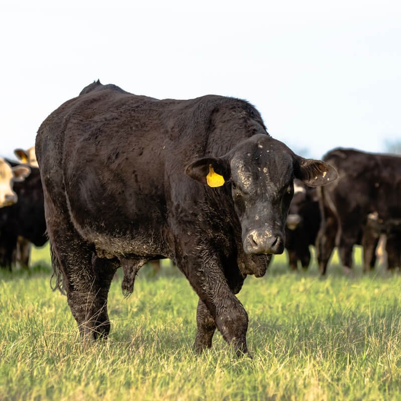 Boeuf de race Angus