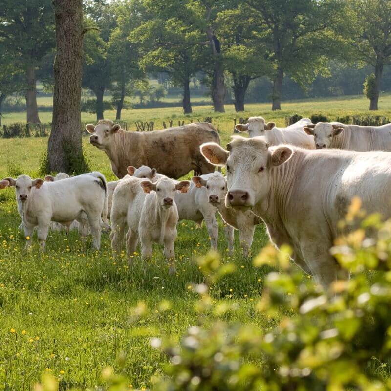 Boeuf Charolais