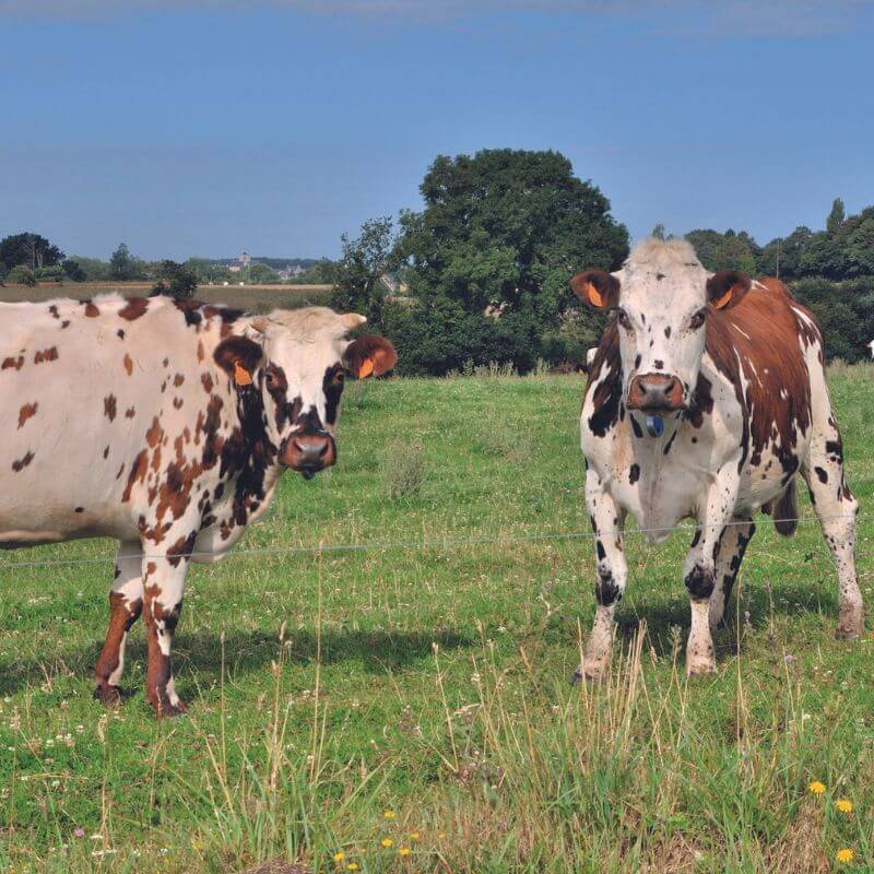 Boeuf Normand