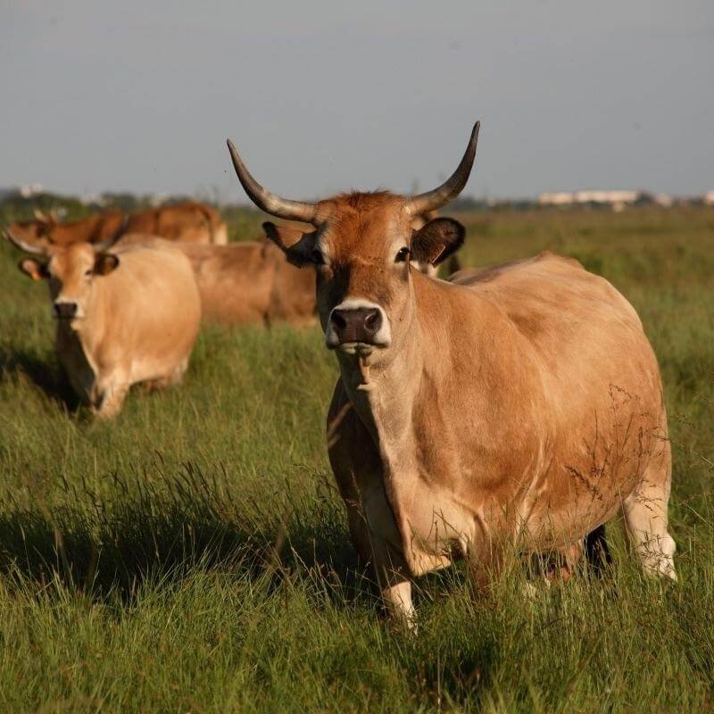 Boeuf de race Parthenaise