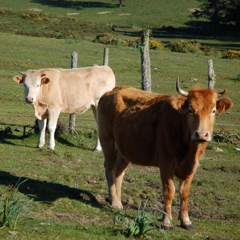 Boeuf Blonde d'Aquitaine