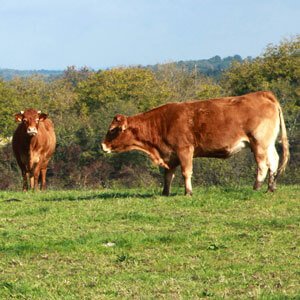 Le boeuf de race Limousine