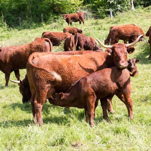 Boeuf de race Salers