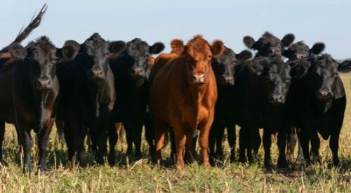 Boeuf Angus Red Angus Black Angus