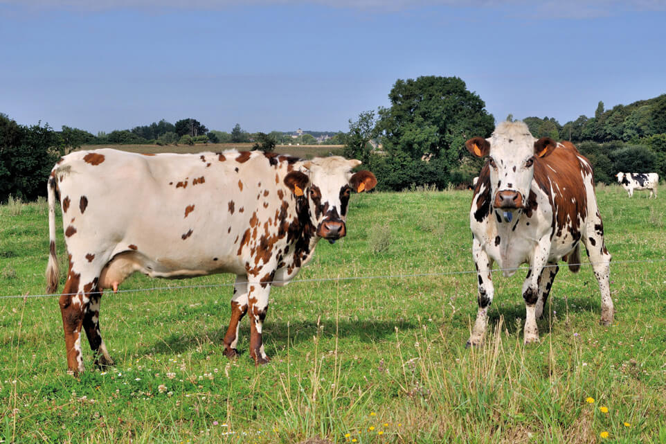 boeuf Normand