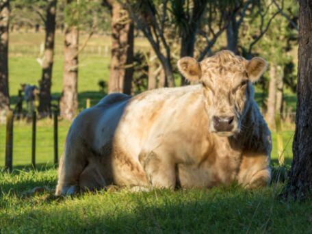 Boeuf Charolais