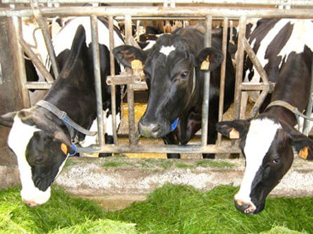 La Ferme de la Vieille Abbay vaches