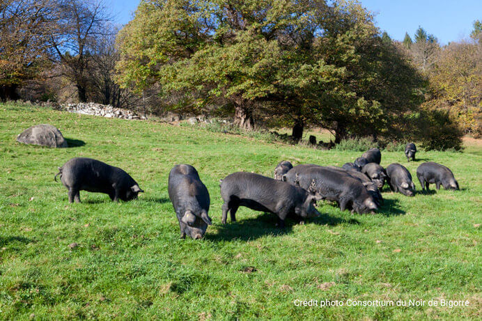 Porcs noirs de Bigorre élevés en liberté
