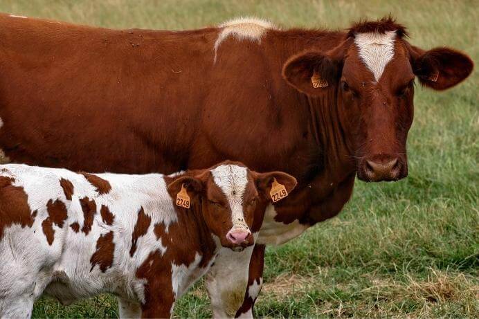 Boeuf Charolais