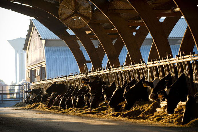 La Ferme de Viltain vaches