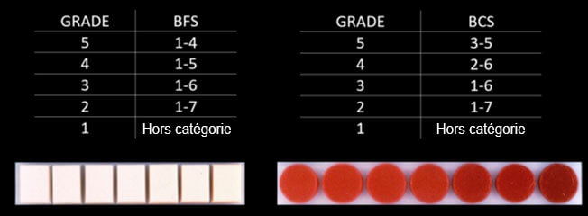 Boeuf Kobe Wagyu - Grades de marbrure de la viande de boeuf Boeuf Kobe Prix Boeuf Wagyu Prix - Grades de marbrure de la viande de boeuf