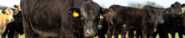 Boeuf Angus irlandais