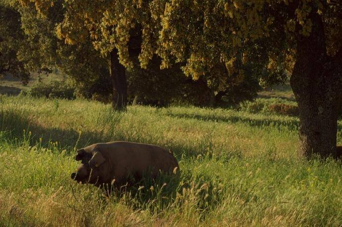 Photo porc ibérique