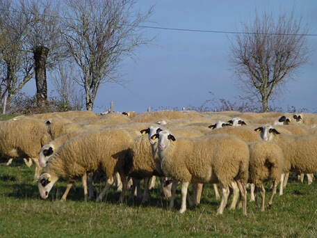 Troupeau d'agneaux fermier du Quercy