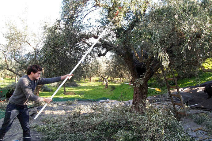 Récolte des olives kalamata grecques