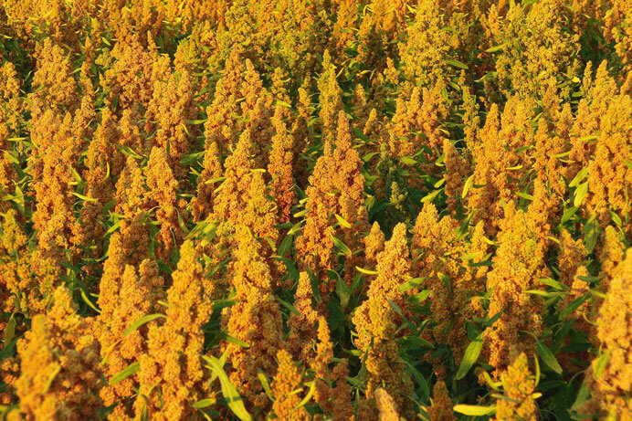 Sa Majesté la Graine champ de quinoa