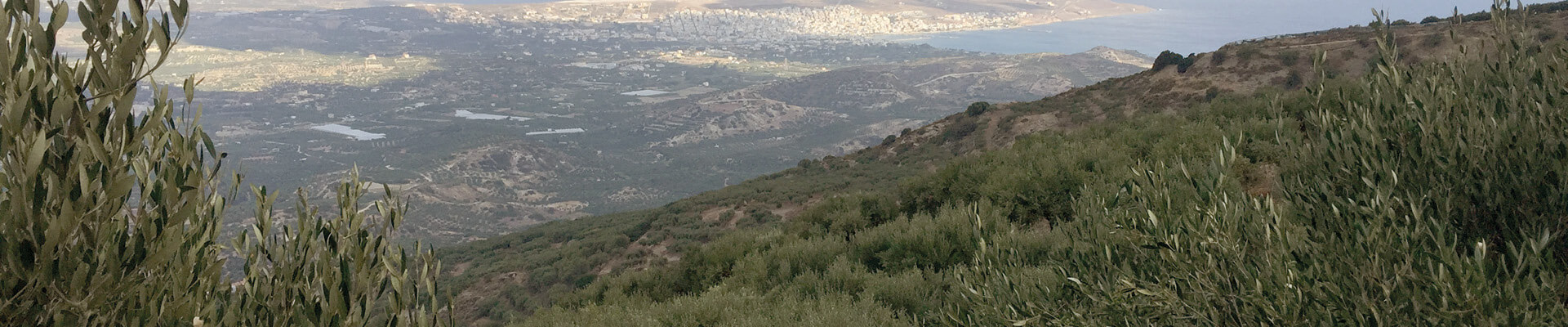 Olives Grecques Kalios