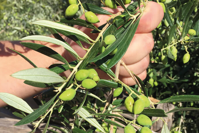 Olive de Sitia Nutricreta