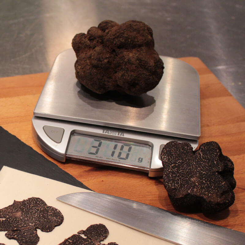 Truffe noir Tuber Malenosporum