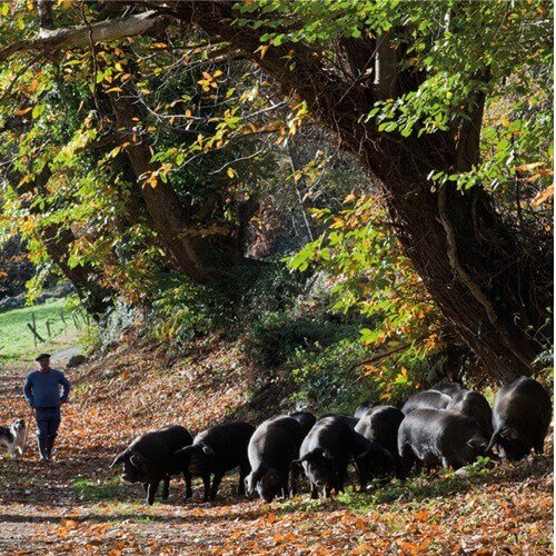 Carré de boeuf terroirs & producteurs